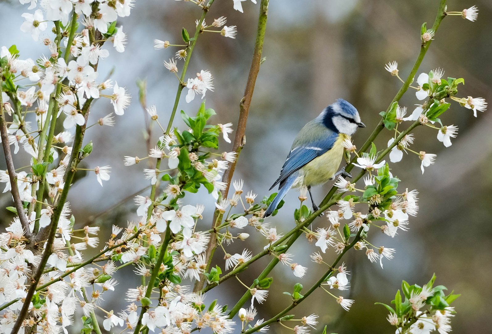 Frühling im Garten