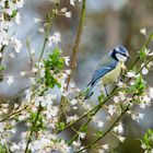 Frühling im Garten