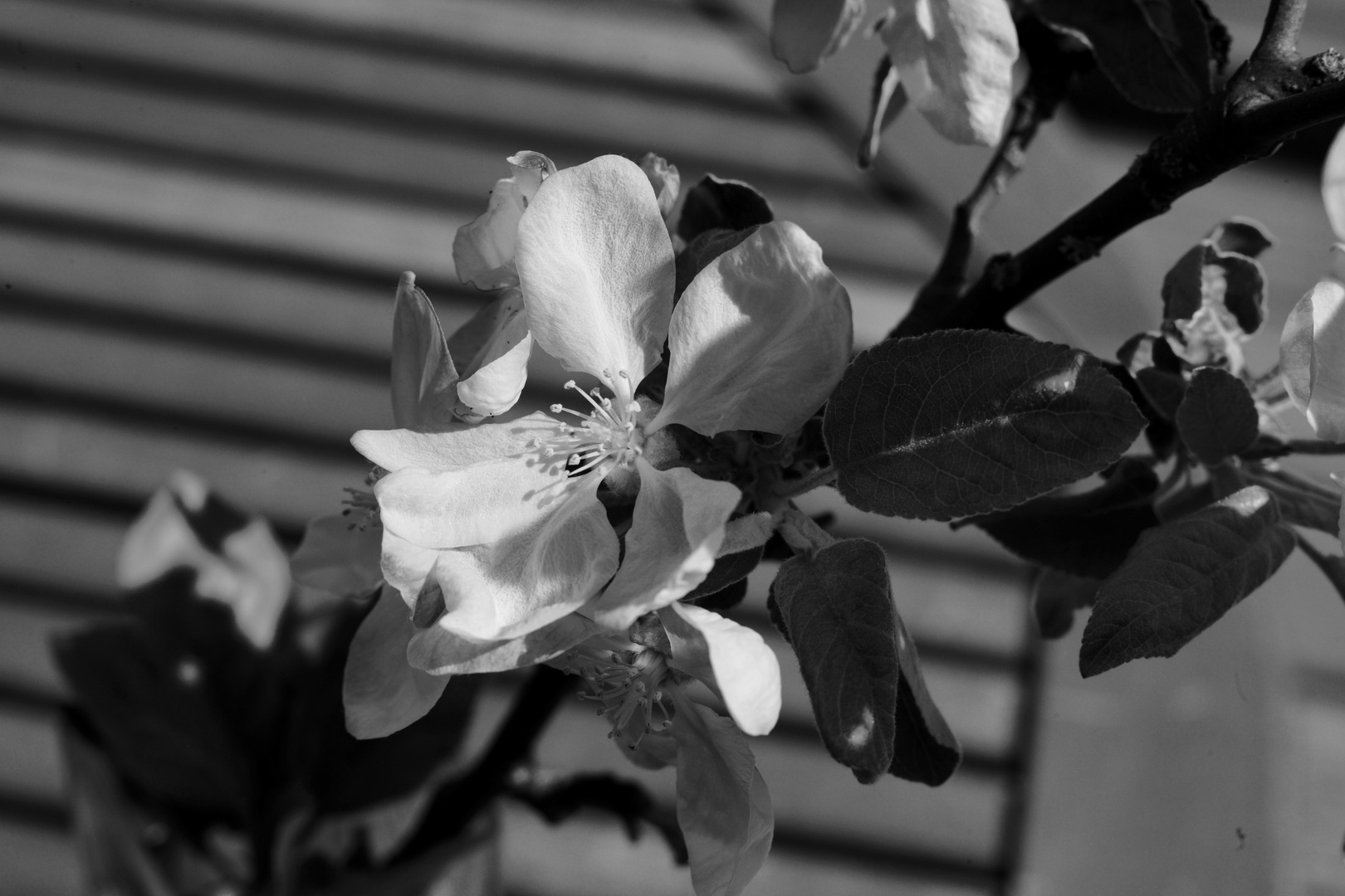 Frühling im Garten