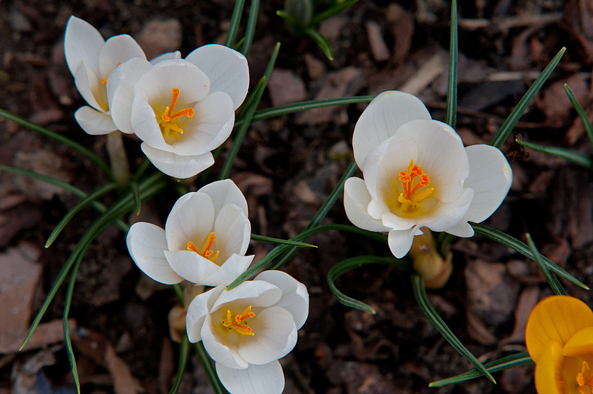 Frühling im Garten