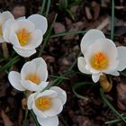 Frühling im Garten