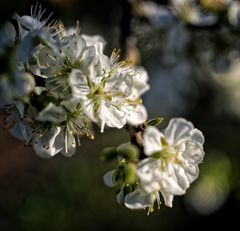 ... Frühling im Garten ... (3)