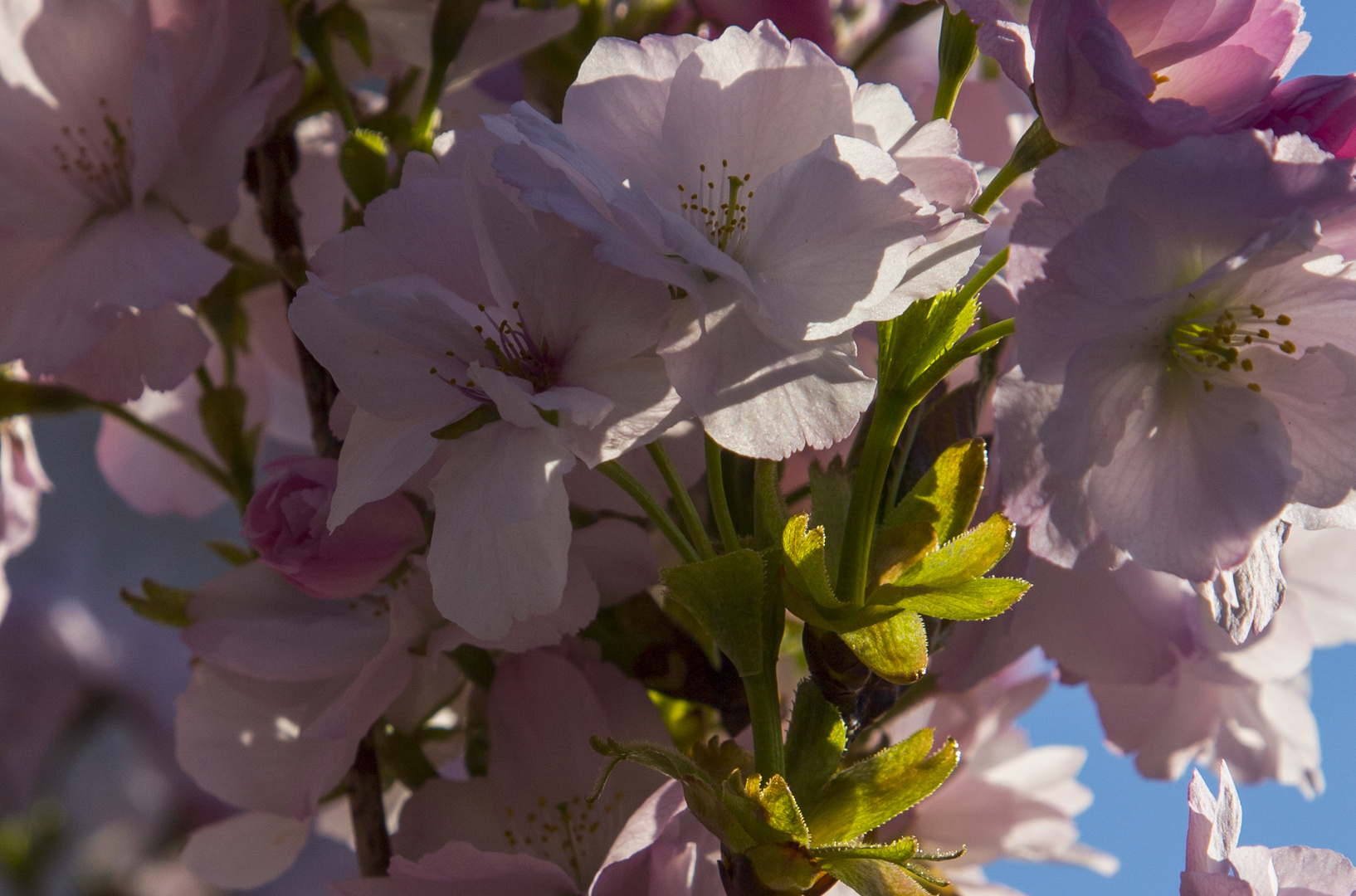 Frühling im Garten 3