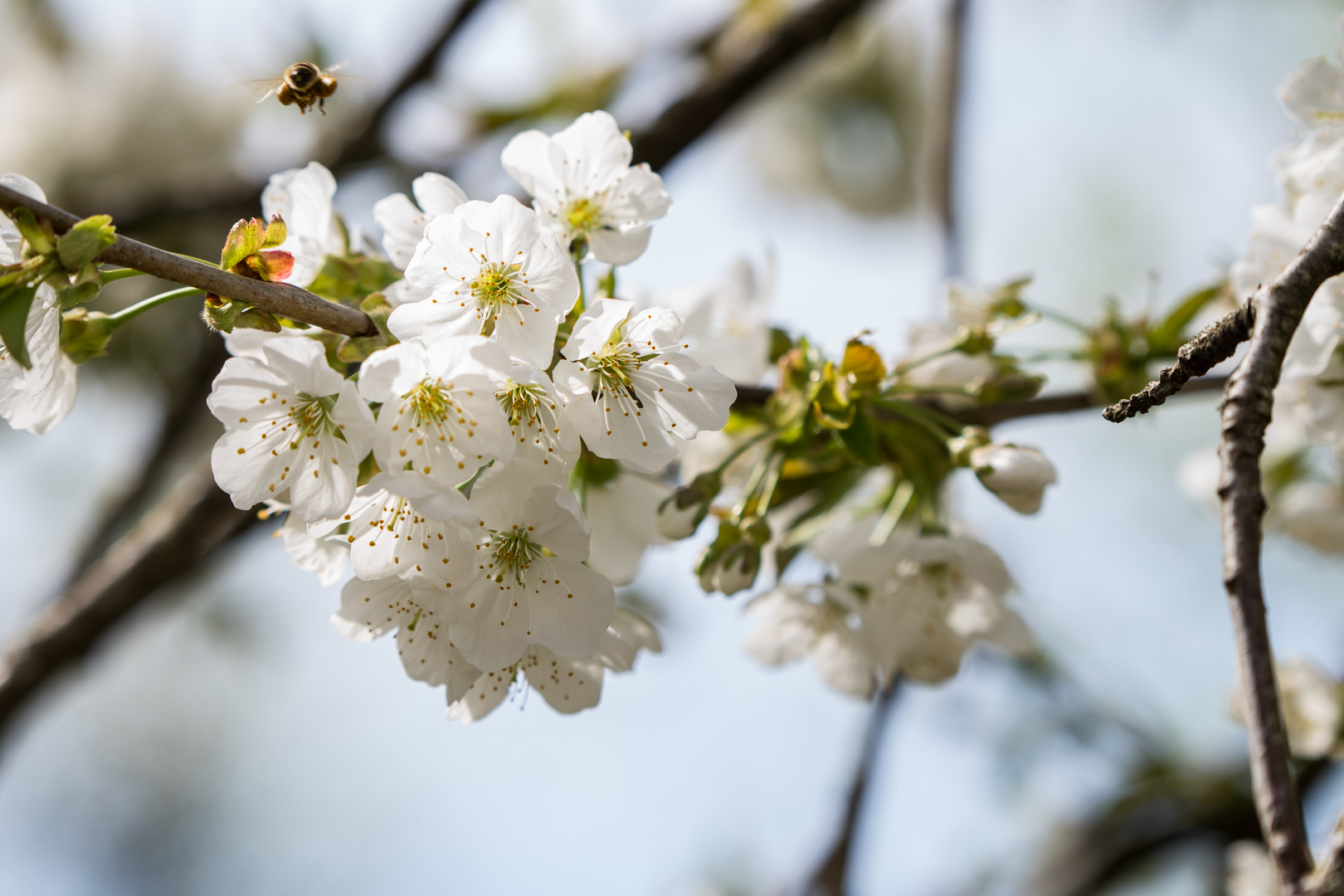 Frühling im Garten