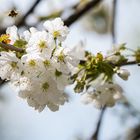 Frühling im Garten