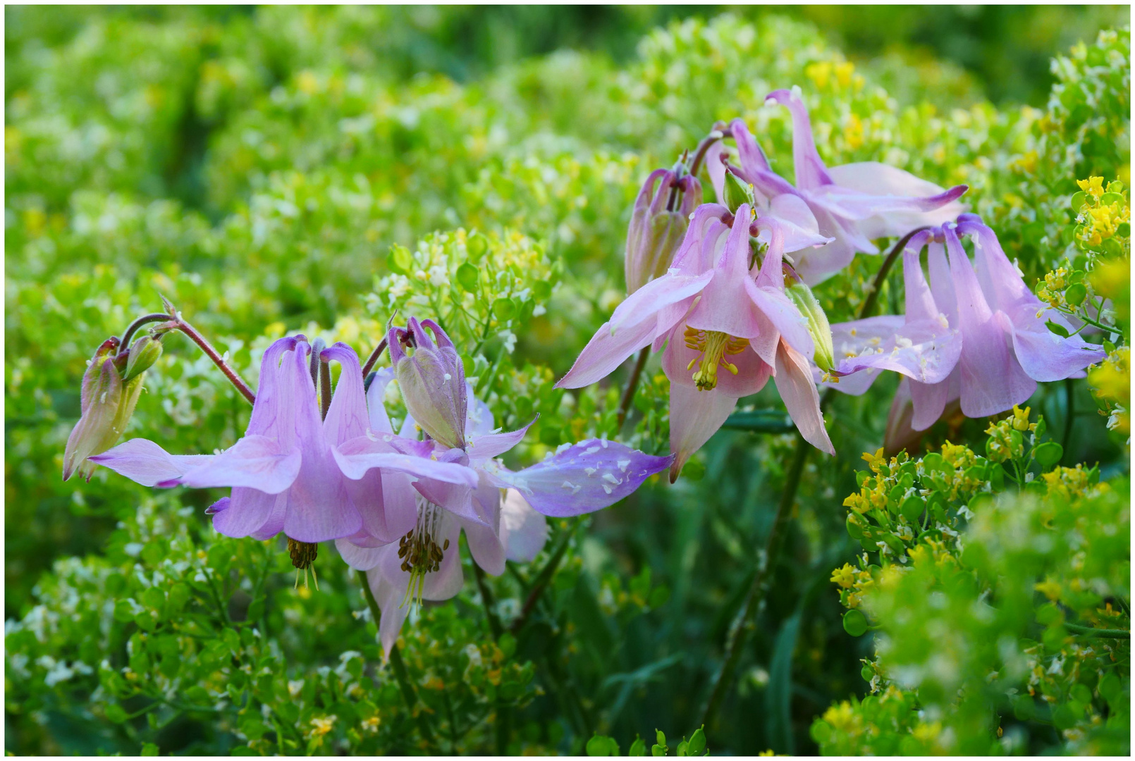 Frühling im Garten