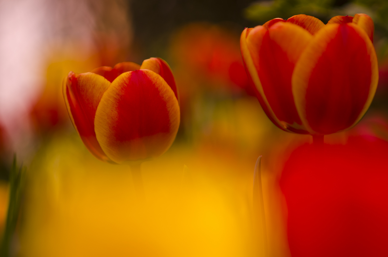 Frühling im Garten