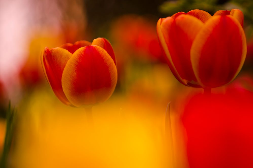 Frühling im Garten von Wolfgang Piepers 