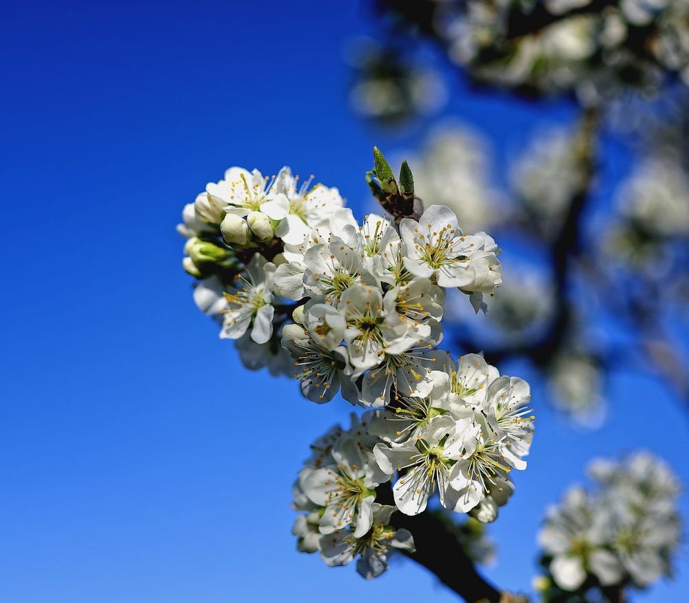 ... Frühling im Garten ... (4)