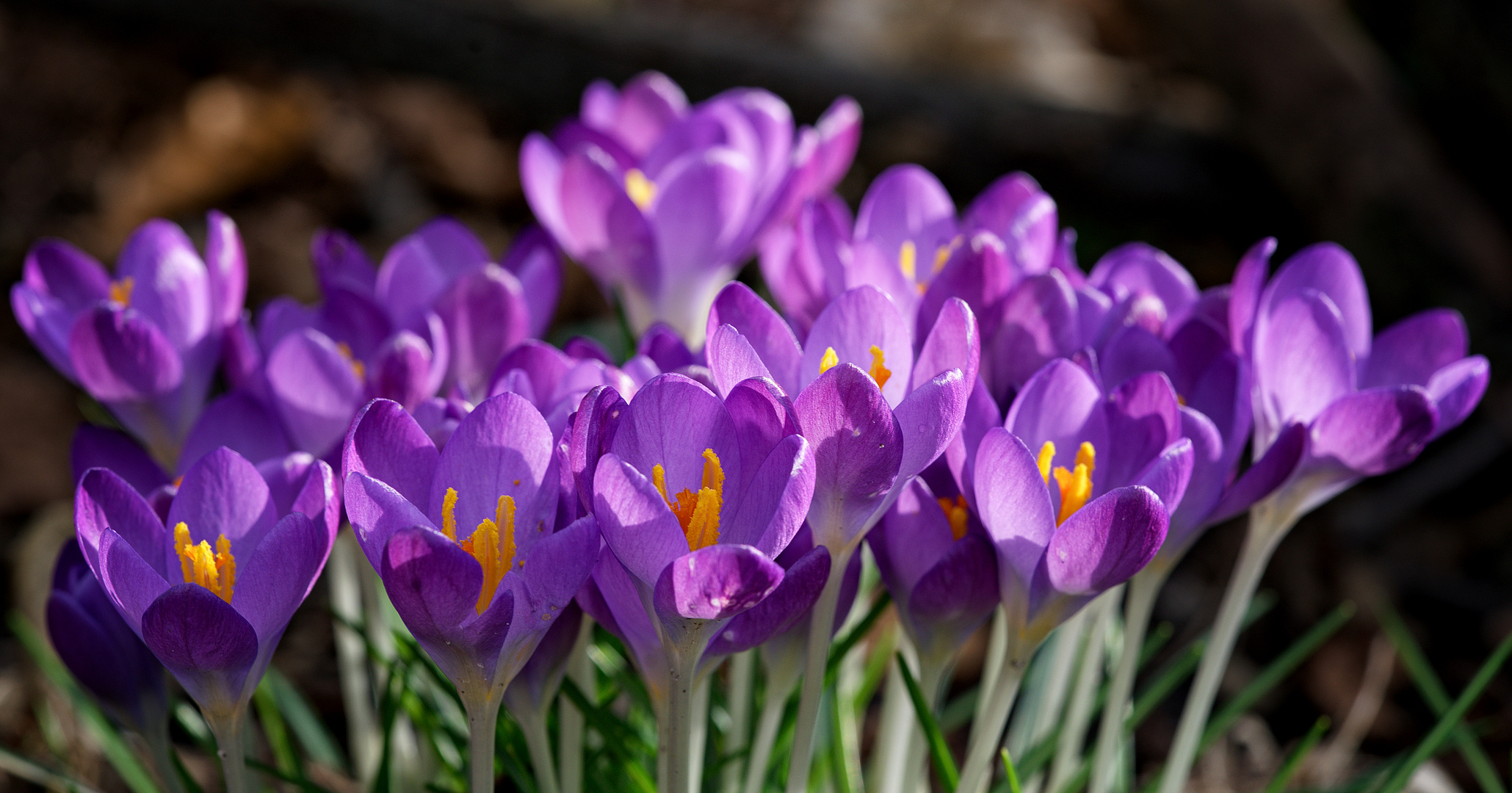 Frühling im Garten!