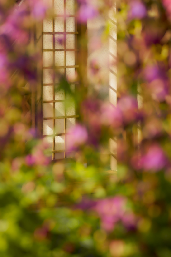 Frühling im Garten