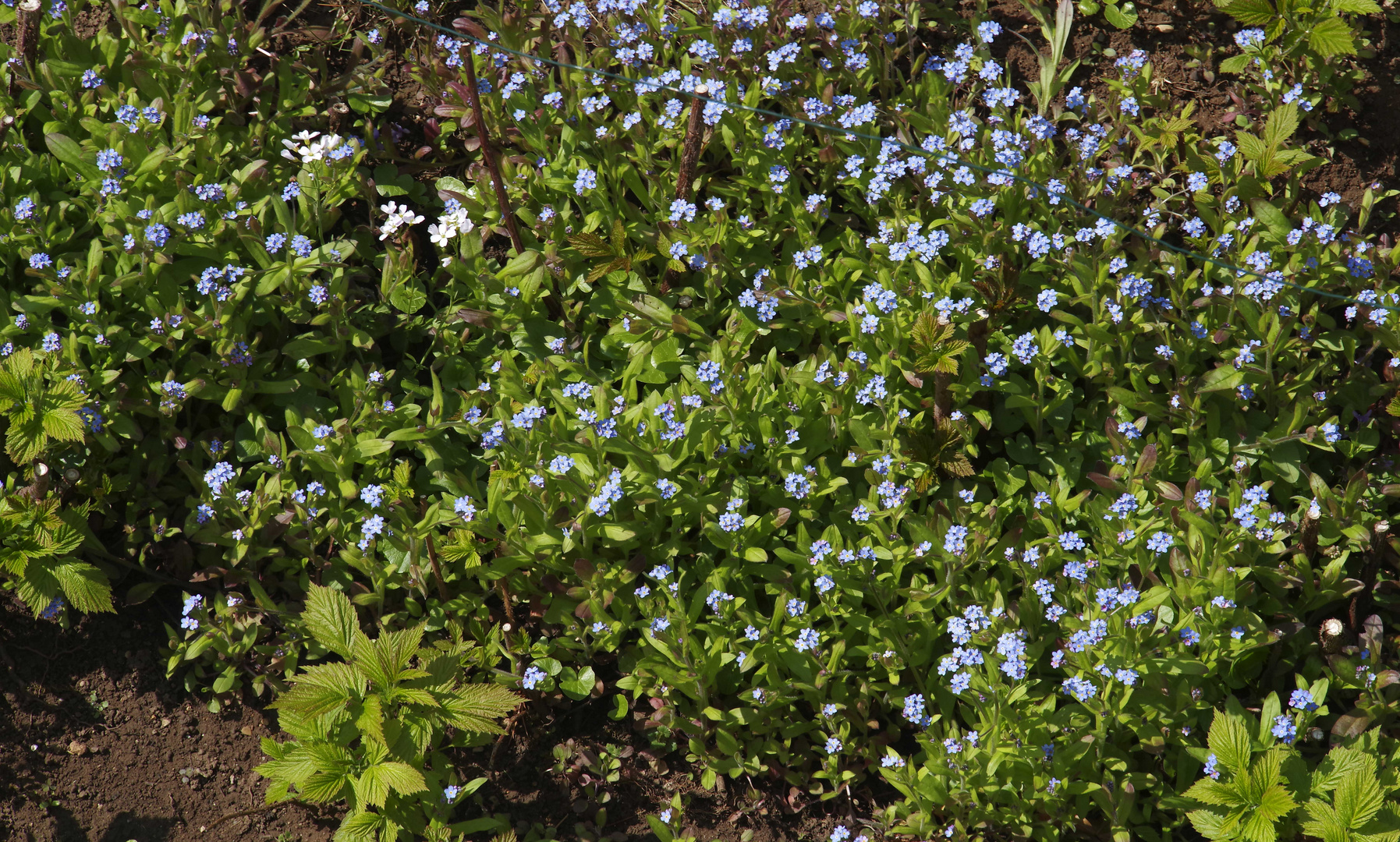 ..Frühling im Garten