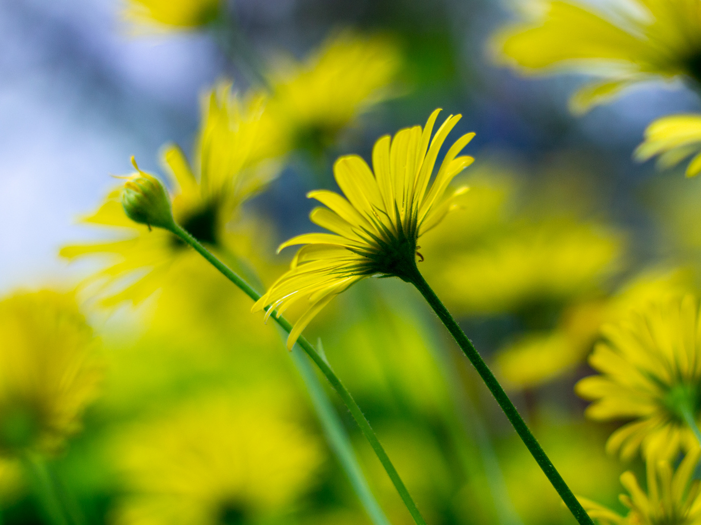 Frühling im Garten 