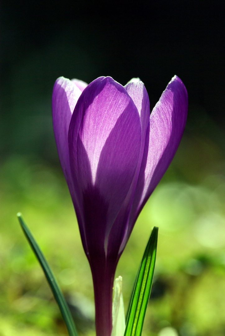 Frühling im Garten