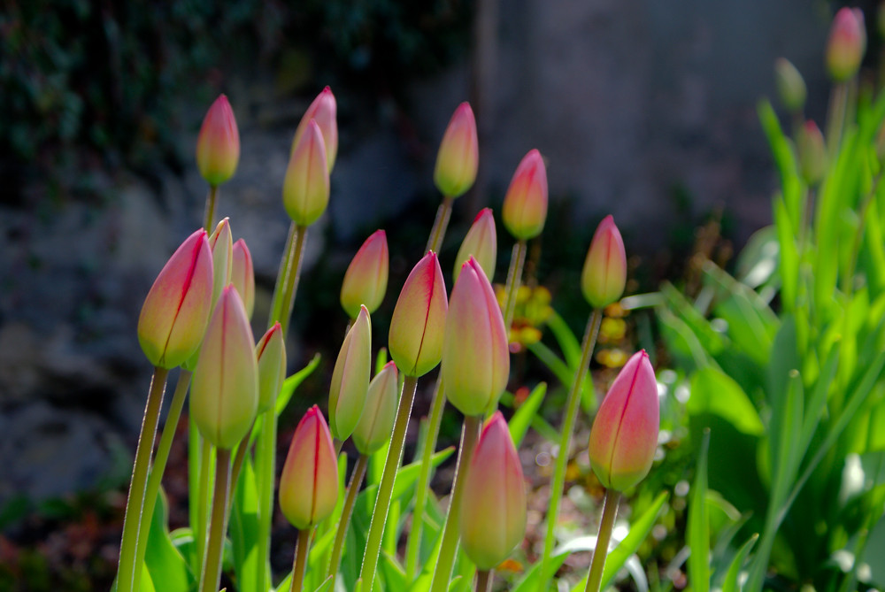 *Frühling im Garten*