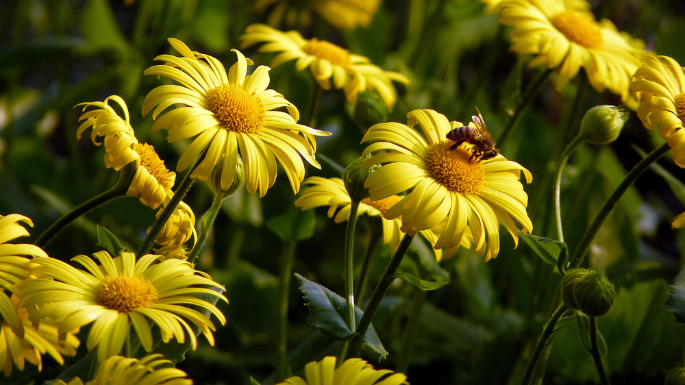 Frühling im Garten