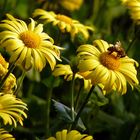 Frühling im Garten