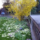 Frühling im Garten ...