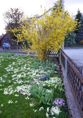 Frühling im Garten ...