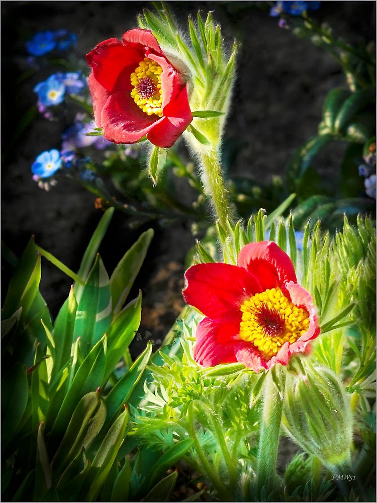 Frühling im Garten