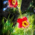 Frühling im Garten