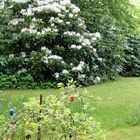 Frühling im Garten