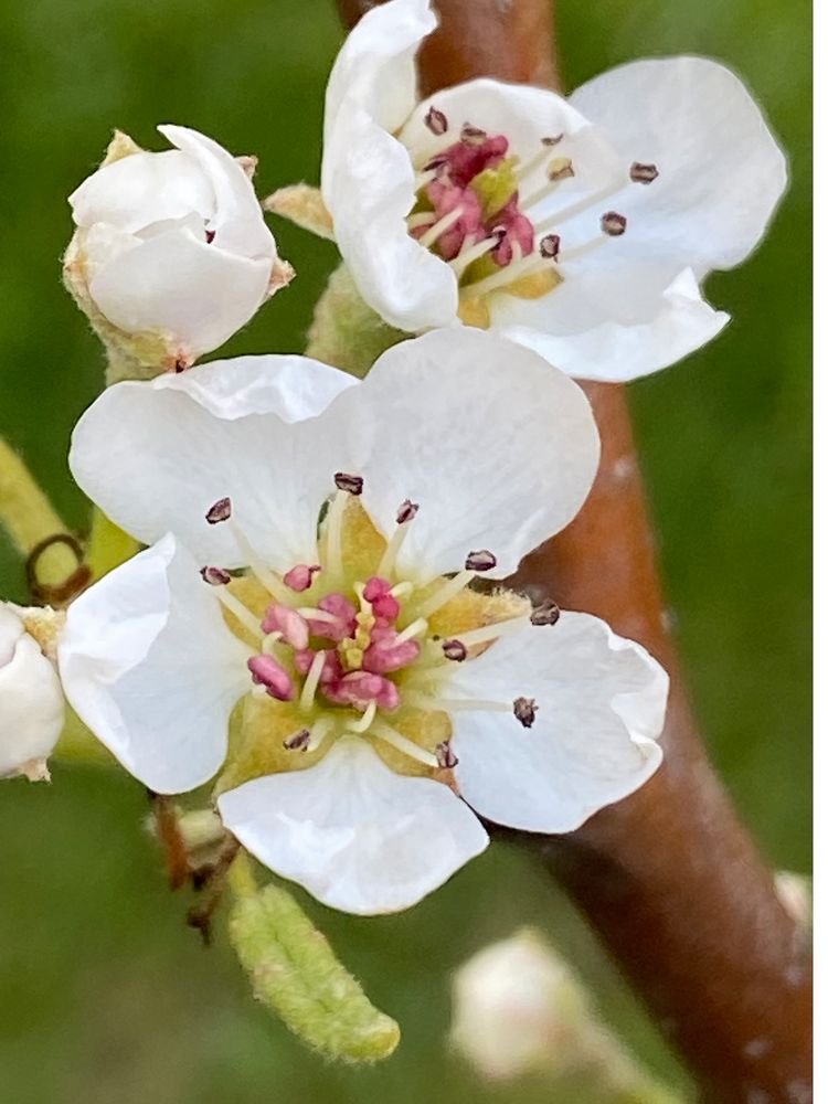 Frühling im Garten!