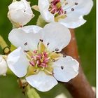 Frühling im Garten!