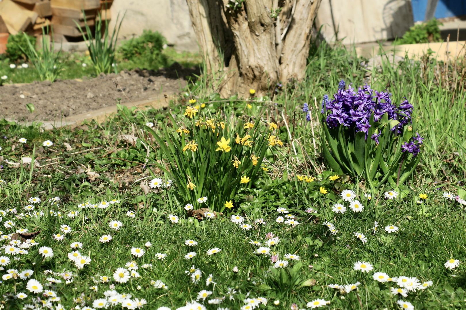 Frühling im Garten