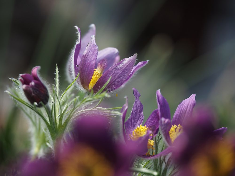 Frühling im Garten