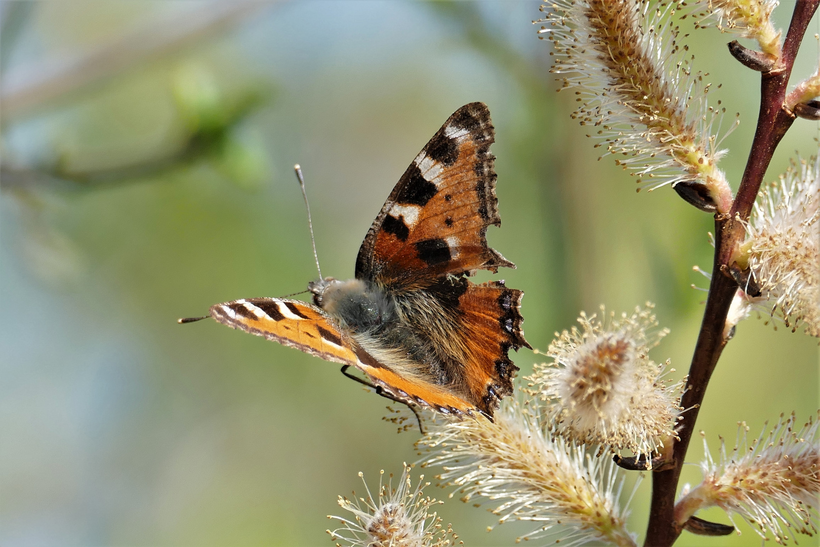 Frühling im Garten