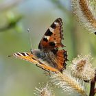 Frühling im Garten