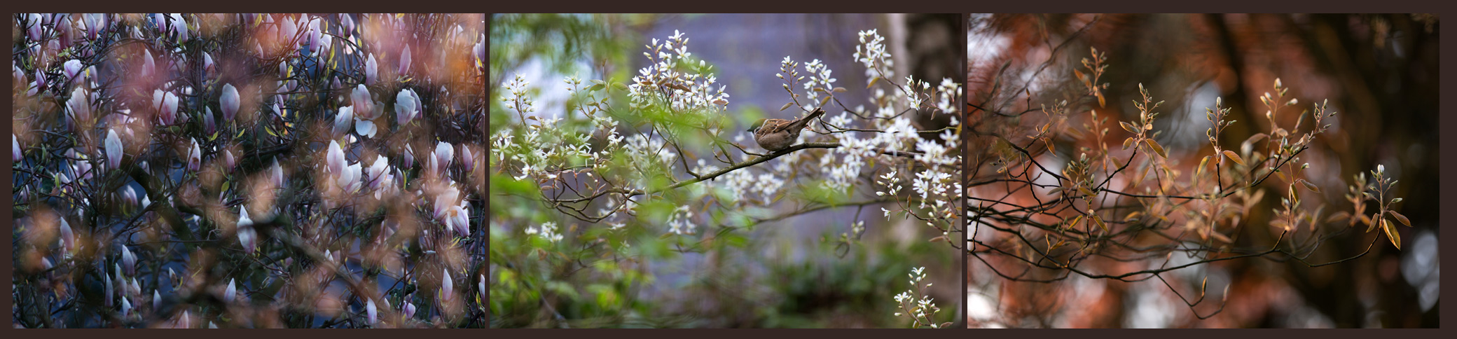 Frühling im Garten