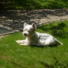 Frühling im Garten