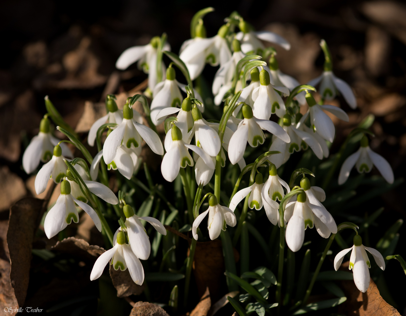 Frühling im Garten