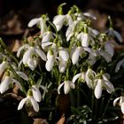 Frühling im Garten