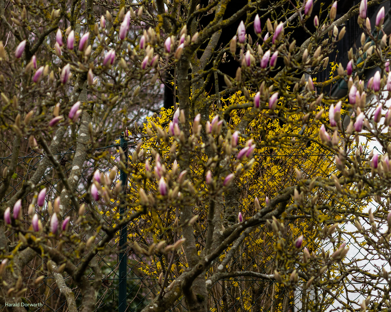 Frühling im Garten