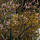 Frühling im Garten