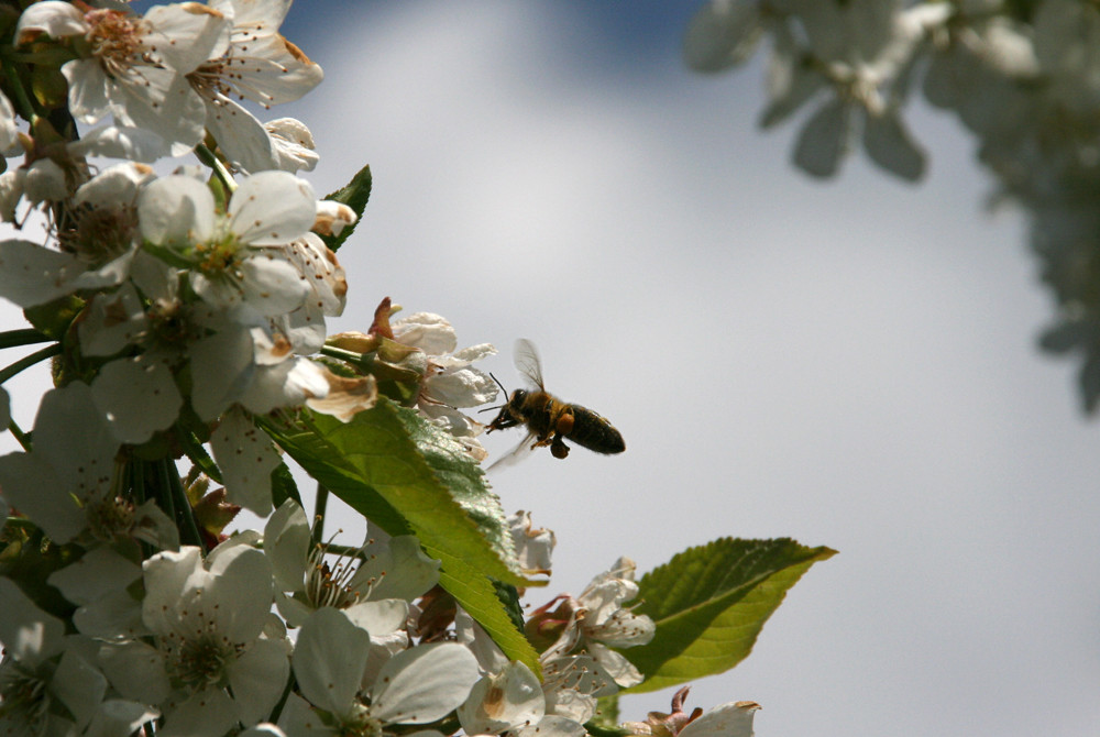 Frühling im Garten