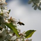 Frühling im Garten