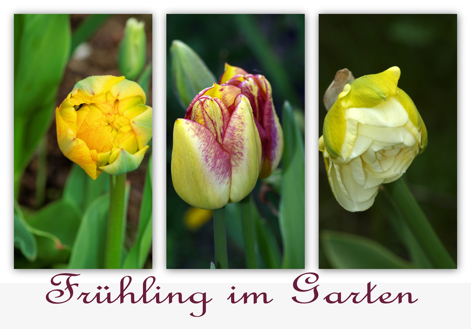 Frühling im Garten