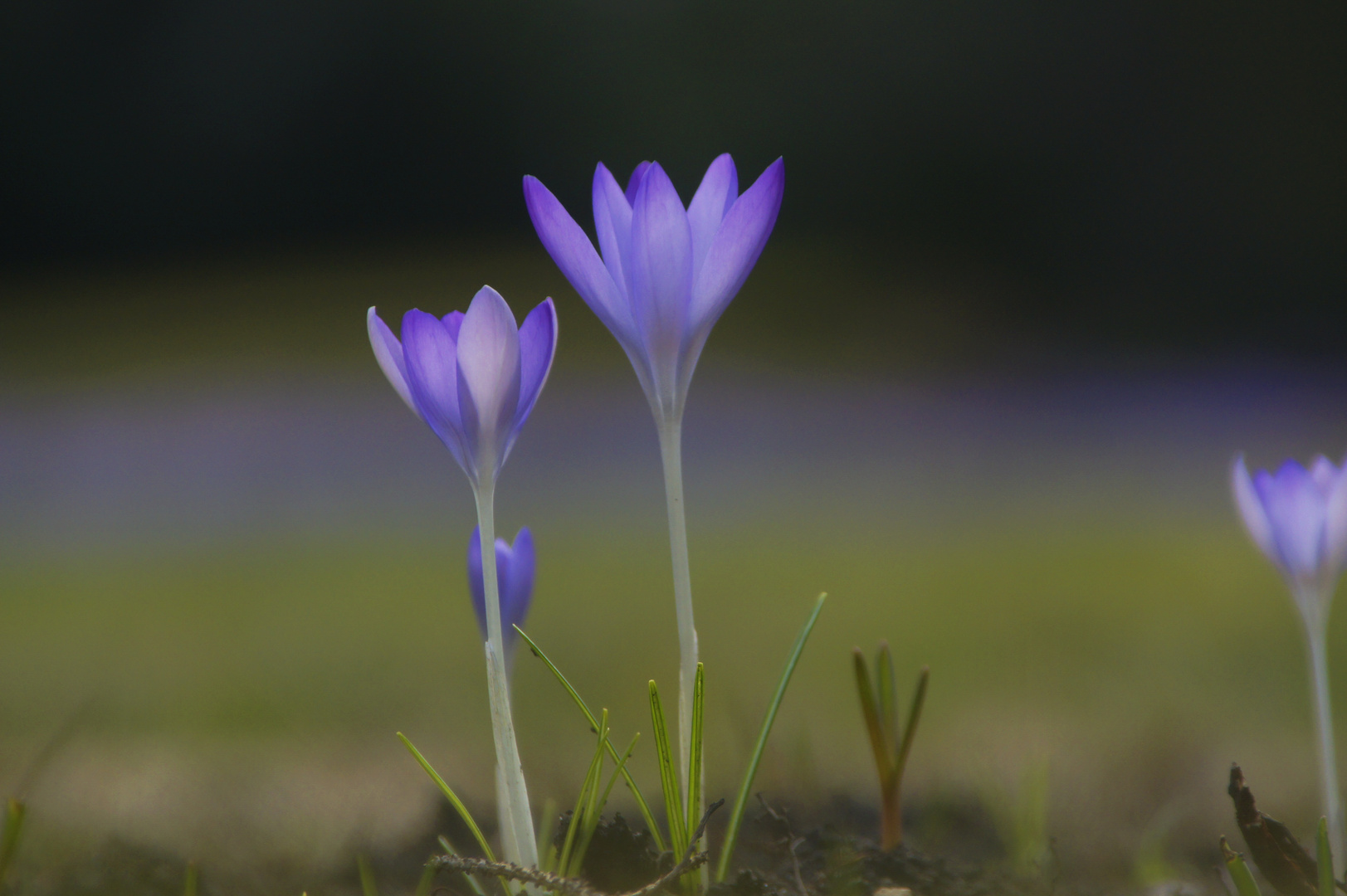 Frühling im Garten