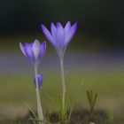 Frühling im Garten