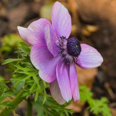 Frühling im  Garten