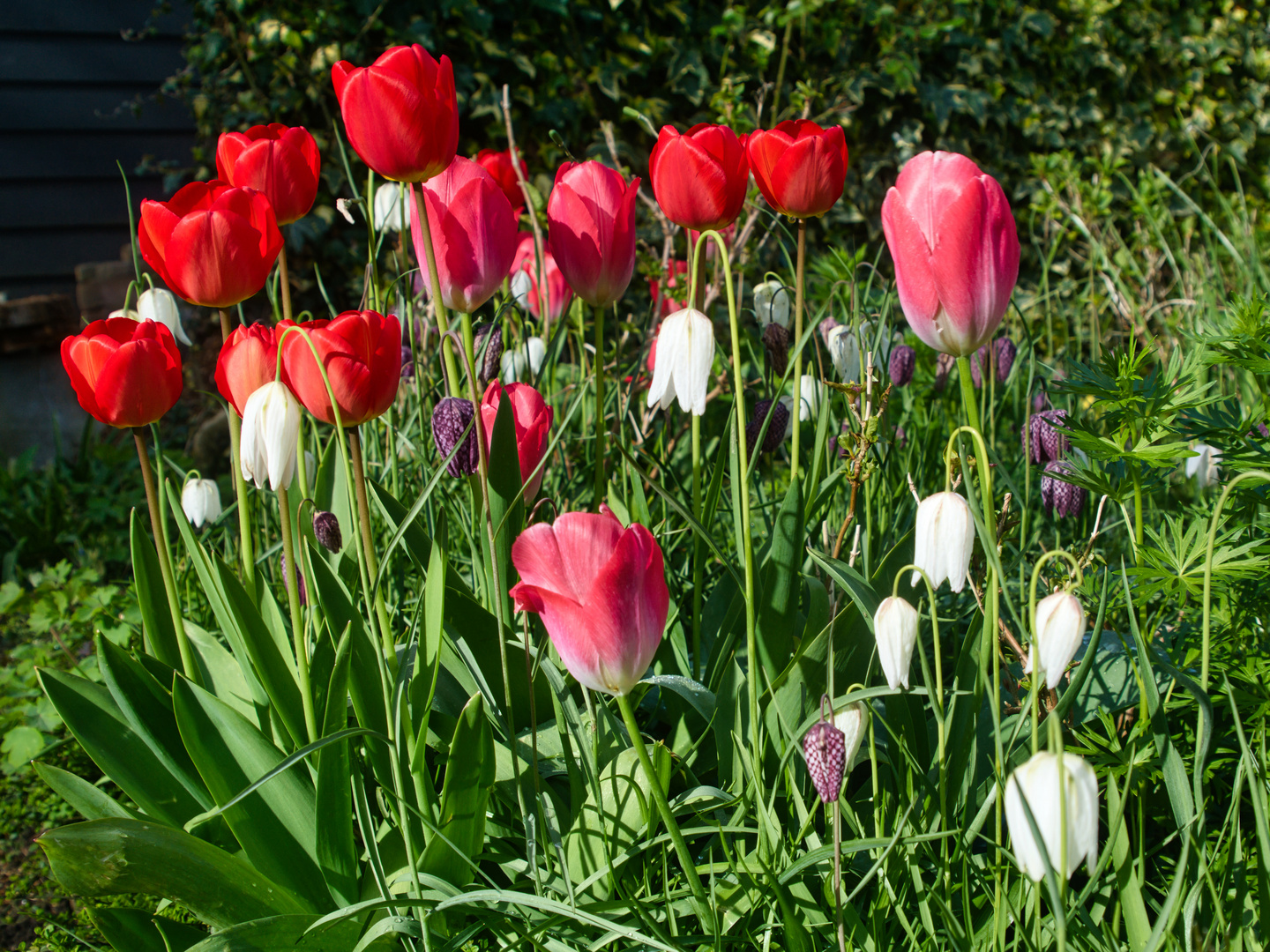 Frühling im Garten