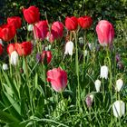 Frühling im Garten