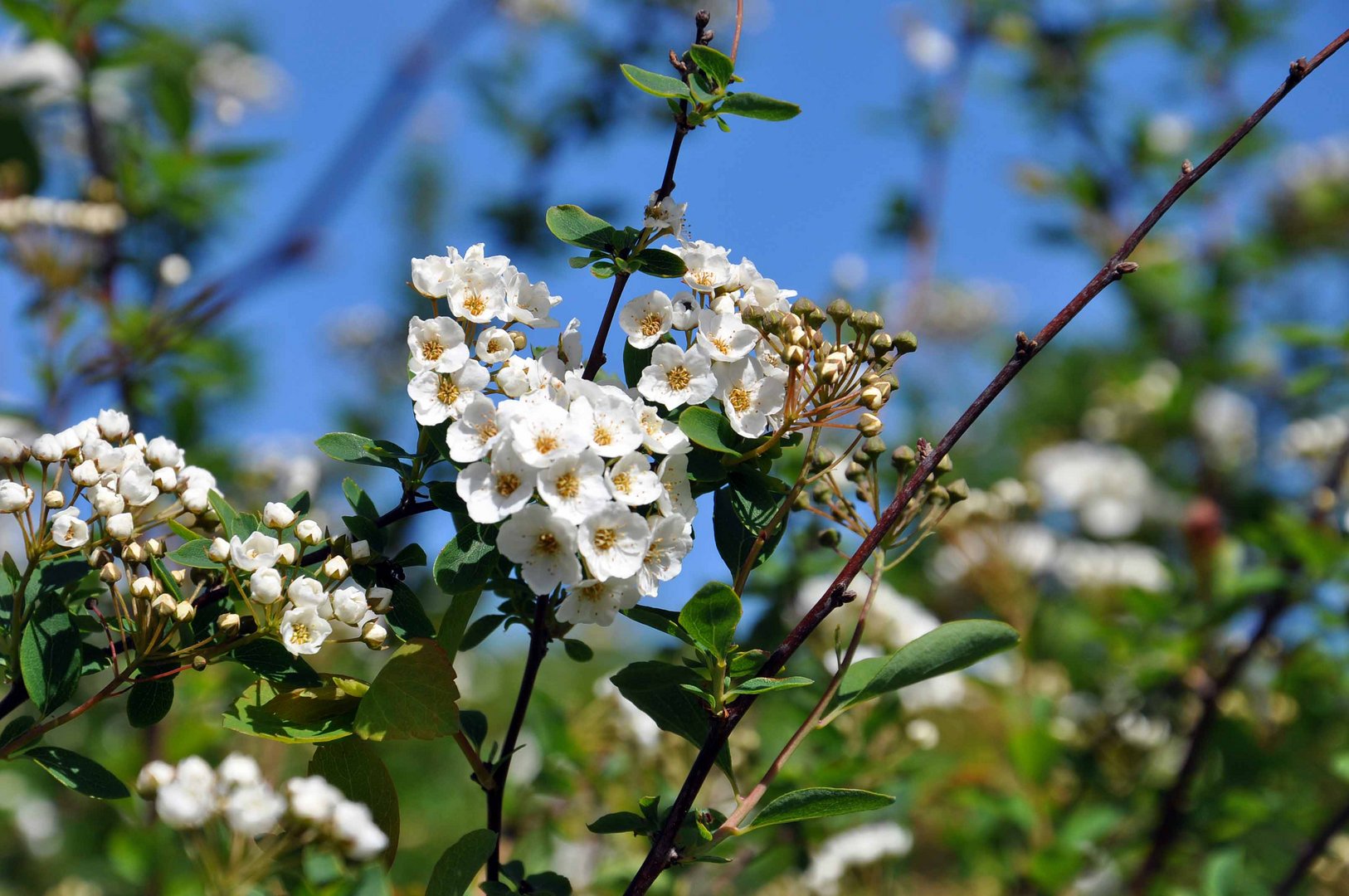 Frühling im Garten