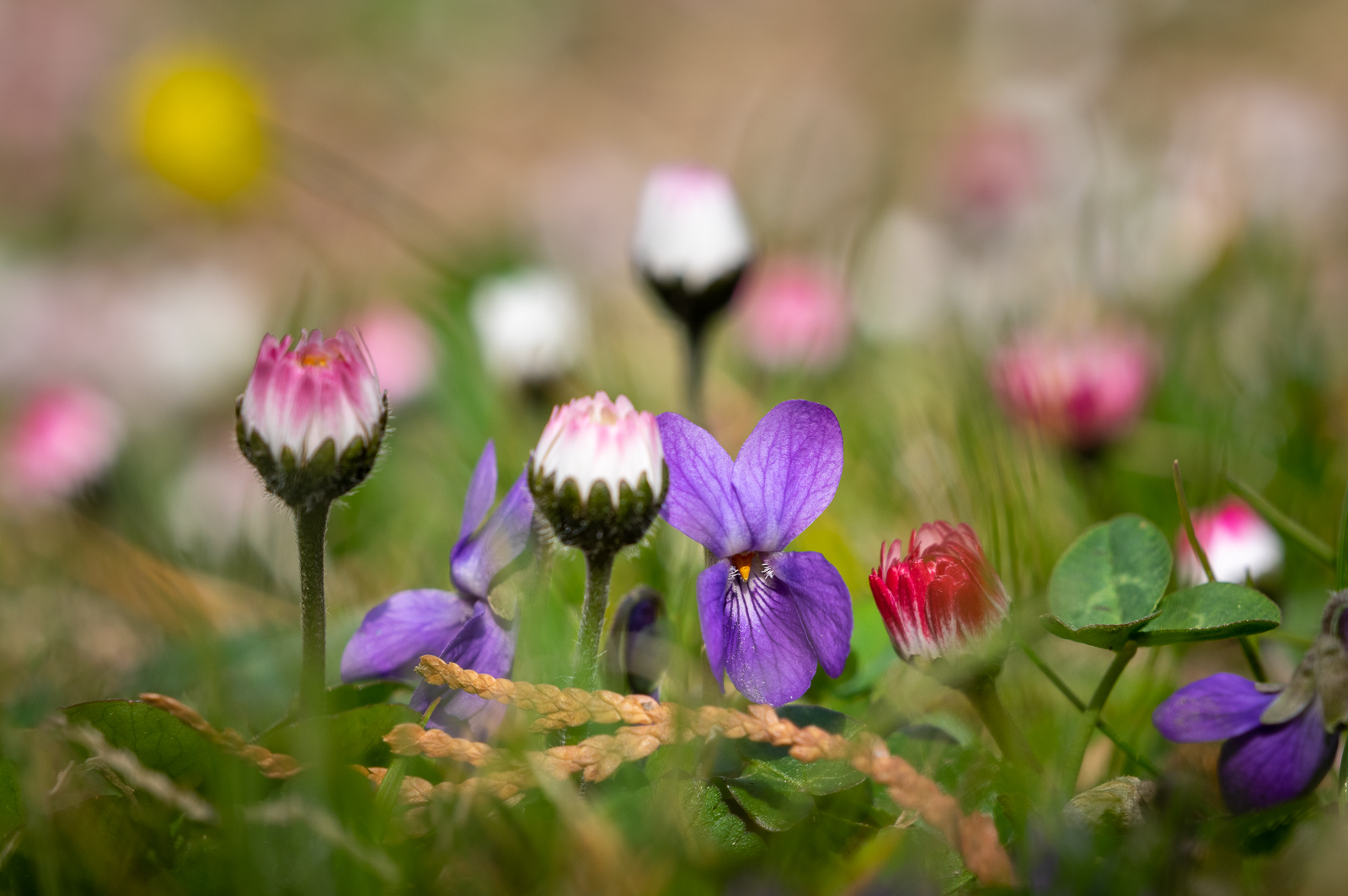 Frühling im Garten