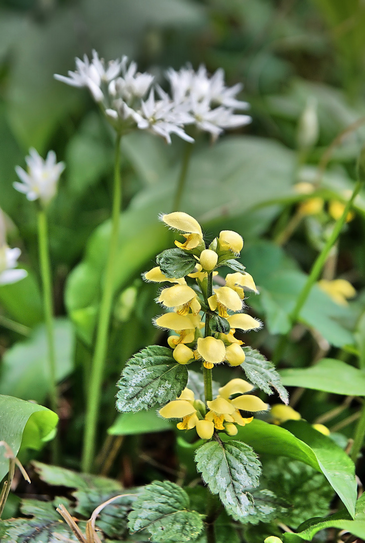 Frühling im Garten