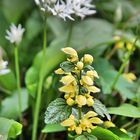 Frühling im Garten